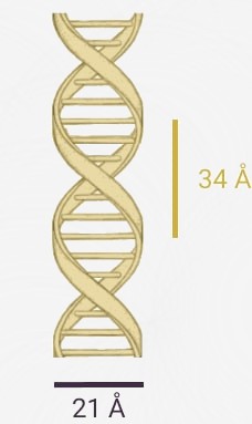 division de la doble helice de ADN con propocion aurea